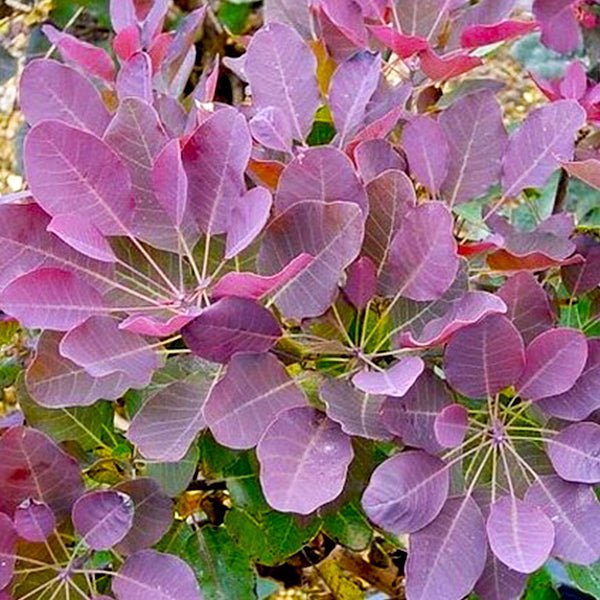 Royal Purple Smokebush (Cotinus coggygria 'Royal Purple') growing in a garden landscape, showing mature shrub form.