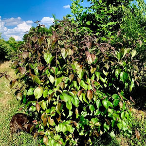 SmokeShow Kousa Dogwood shrub with green and deep burgundy foliage growing in a sunny garden landscape.