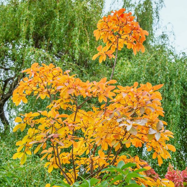 American Smokebush Foliage