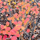 American Smokebush Fall Foliage