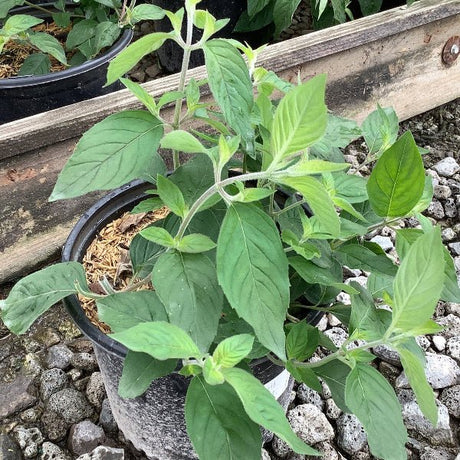 Smokey Mountain Mint - Perennial - Nature Hills Nursery - 1 Container - 