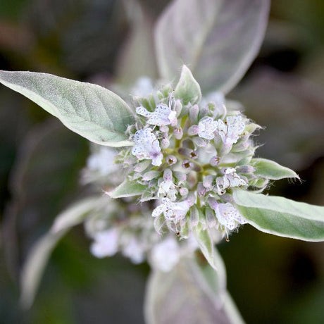 Smokey Mountain Mint - Perennial - Nature Hills Nursery - 1 Container - 