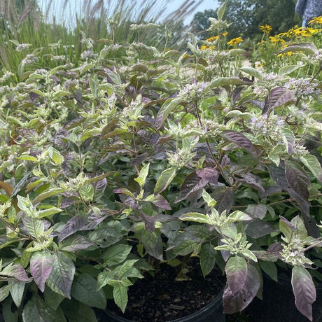 Smokey Mountain Mint - Perennial - Nature Hills Nursery - 1 Container - 