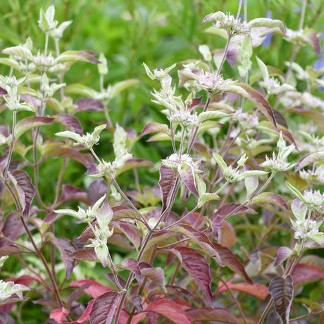 Smokey Mountain Mint - Perennial - Nature Hills Nursery - 1 Container - 