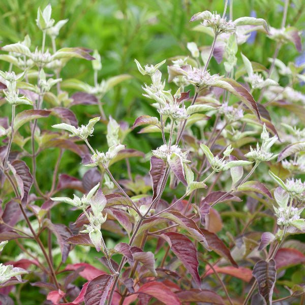 Smokey Mountain Mint - Perennial - Nature Hills Nursery - 1 Container - 