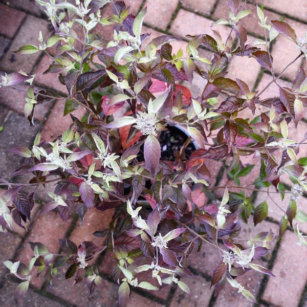 Smokey Mountain Mint - Perennial - Nature Hills Nursery - 1 Container - 