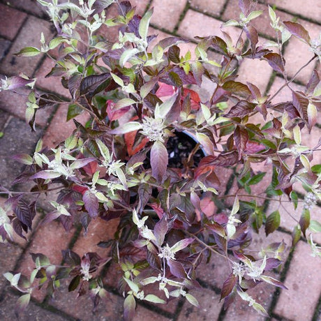 Smokey Mountain Mint - Perennial - Nature Hills Nursery - 1 Container - 