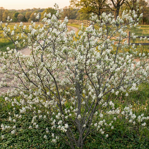 A mature Smokey Serviceberry bush covered in dense clusters of white flowers, growing beside a dirt path and wooden fence in a natural rural landscape at sunset.
