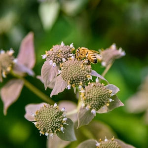 Smokey Mountain Mint