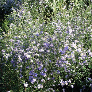 Smooth Aster - Nature Hills Nursery - 2x2x3 Inch Container 3 Pack - 