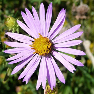 Smooth Aster - Nature Hills Nursery - 2x2x3 Inch Container 3 Pack - 