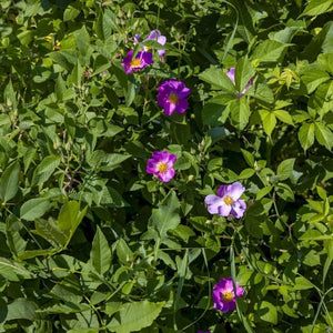 Smooth Wild Rose Bush - Nature Hills Nursery - #3 Container 1 - 2 Feet - 