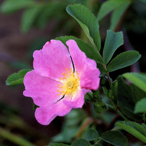 Smooth Wild Rose Bush - Nature Hills Nursery - #3 Container 1 - 2 Feet - 