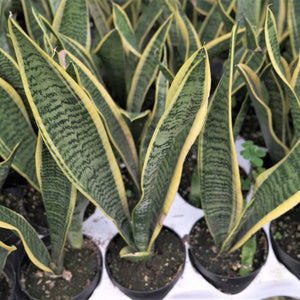 Snake Plant - Nature Hills Nursery - 4 Inch Container - 