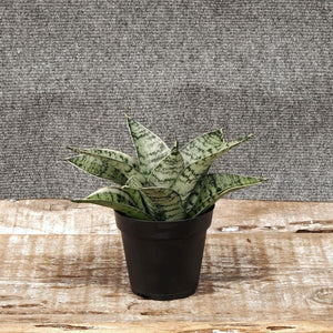 Snake Plant - Nature Hills Nursery - 4 Inch Container - 
