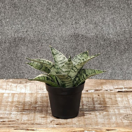 Snake Plant - Nature Hills Nursery - 4 Inch Container - 
