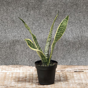 Snake Plant - Nature Hills Nursery - 4 Inch Container - 