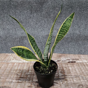 Snake Plant - Nature Hills Nursery - 4 Inch Container - 