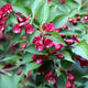 Plants Under $30