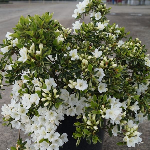 Snow Azalea - Nature Hills Nursery - #3 Container - 