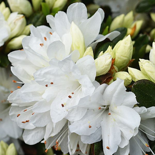 Snow Azalea - Nature Hills Nursery - #3 Container - 