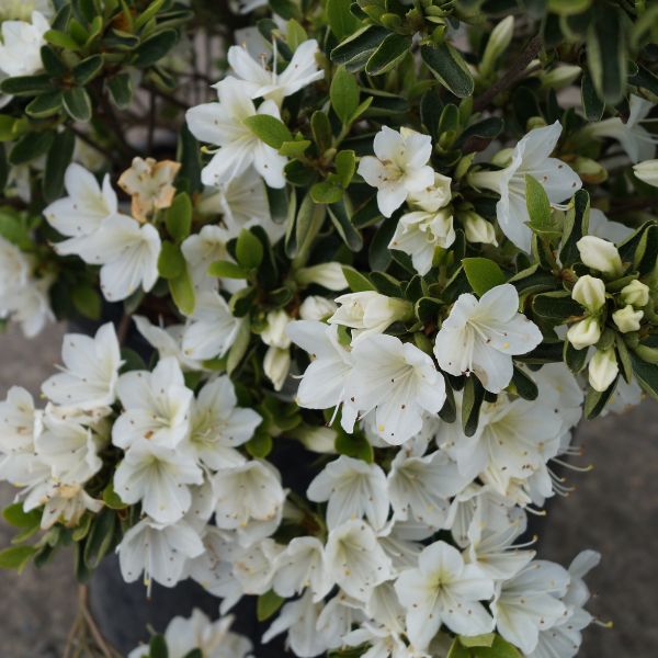 Snow Azalea - Nature Hills Nursery - #3 Container - 