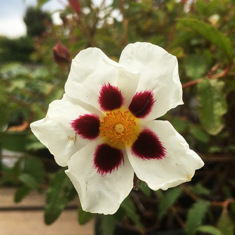 Snow Fire Rock Rose - Nature Hills Nursery - #5 Container - 