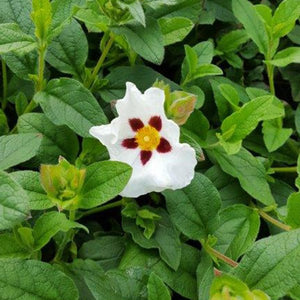 Snow Fire Rock Rose - Nature Hills Nursery - #5 Container - 