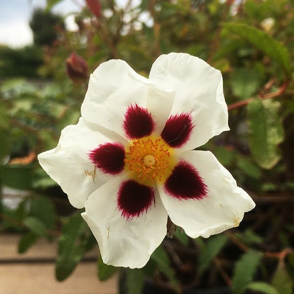 Snow Fire Rock Rose - Bush - Nature Hills Nursery - 1 Container - 