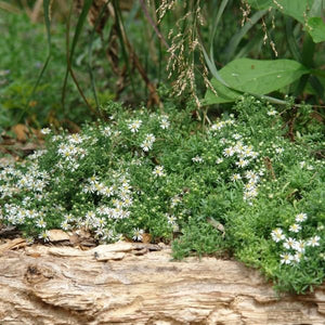 Close-up of white symphyotrichum flowers on Snow Flurry Aster blooming in early fall to late fall.