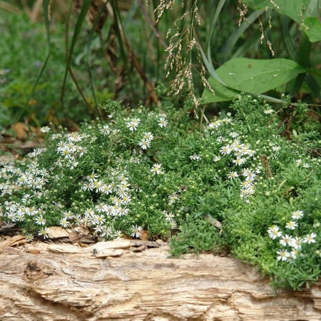 Close-up of white symphyotrichum flowers on Snow Flurry Aster blooming in early fall to late fall.