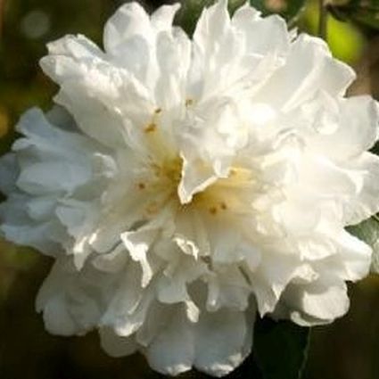 Snow On The Mountain Camellia - Nature Hills Nursery - #3 Container - 