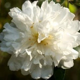 Snow On The Mountain Camellia - Nature Hills Nursery - #3 Container - 