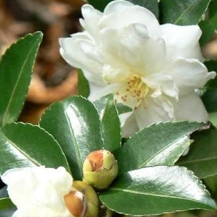 Snow On The Mountain Camellia - Nature Hills Nursery - #3 Container - 