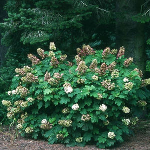 Snow Queen Oakleaf Hydrangea - Nature Hills Nursery - #3 Container - 