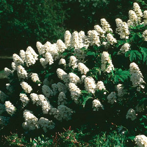 Snow Queen Oakleaf Hydrangea - Nature Hills Nursery - #3 Container - 