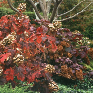 Snow Queen Oakleaf Hydrangea - Nature Hills Nursery - #3 Container - 