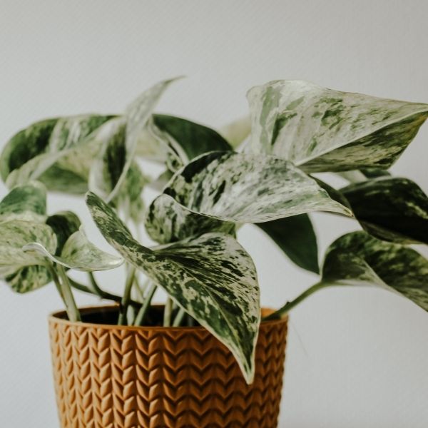 Snow Queen Pothos - Nature Hills Nursery - 6 Inch Container - 