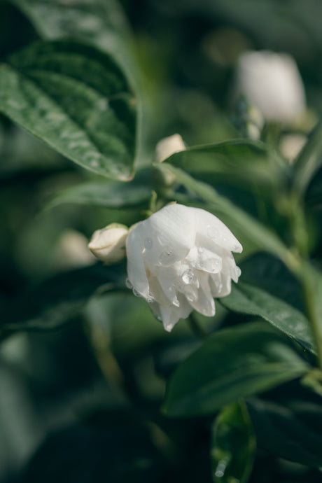 Snow White Mock Orange shrub displaying white double blooms with water droplets among dark green leaves.