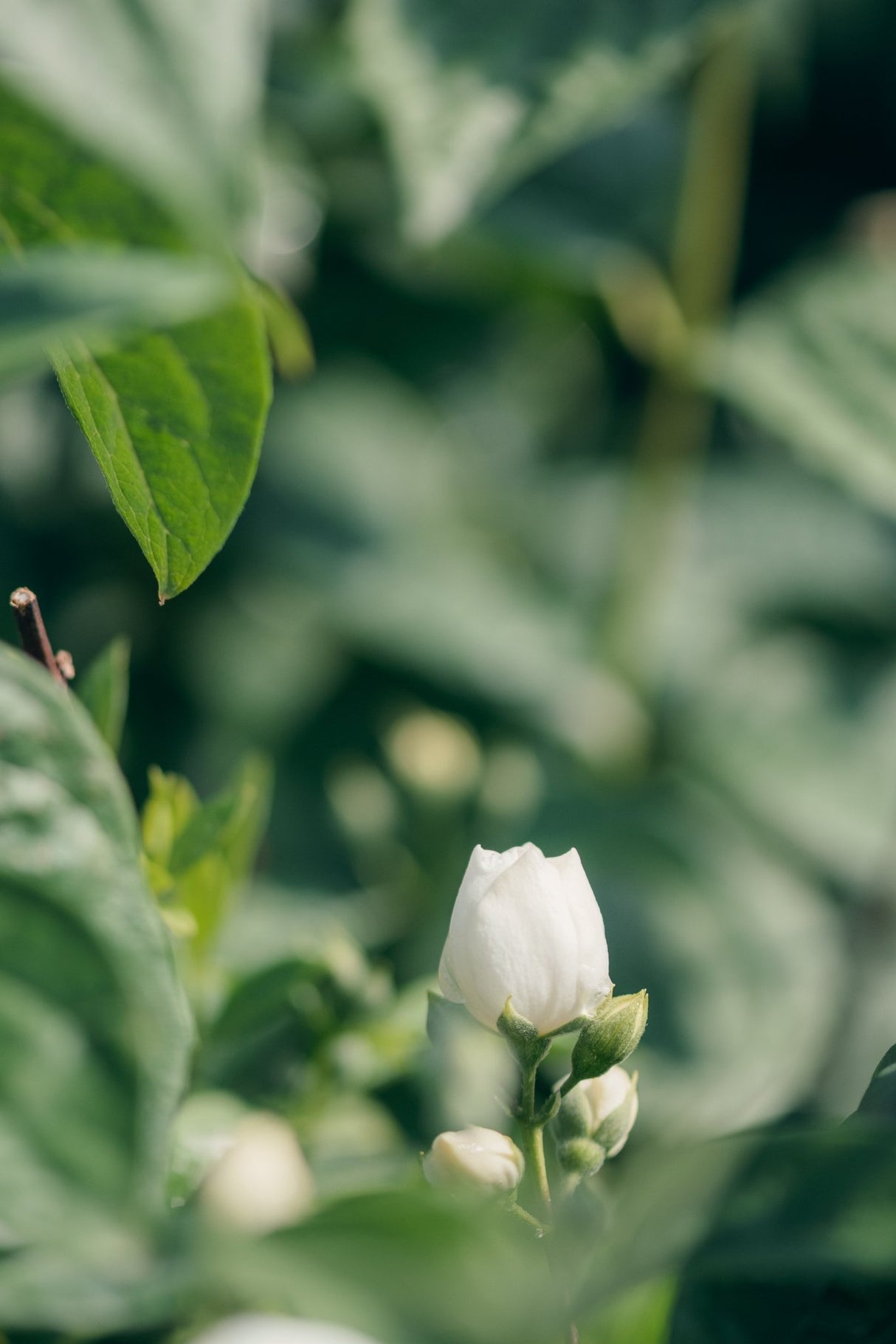 Snow White Mock Orange shrub displaying a white flower bud and small buds among green foliage.