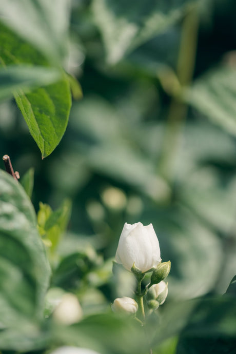 Snow White Mock Orange shrub displaying a white flower bud and small buds among green foliage.