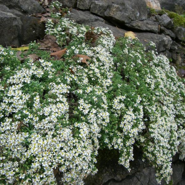 Snow Flurry Aster Blooming
