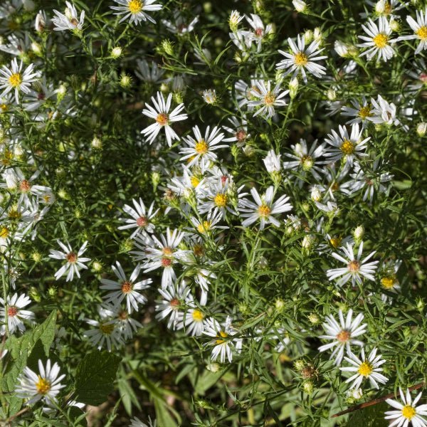 Snowbank False Aster - Perennial - Nature Hills Nursery - 1 Container - 