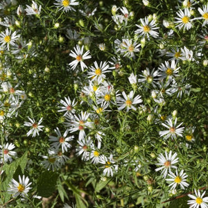 Snowbank False Aster - Perennial - Nature Hills Nursery - 1 Container - 