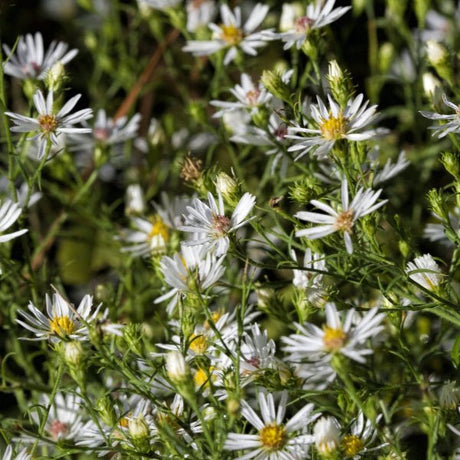 Snowbank False Aster - Perennial - Nature Hills Nursery - 1 Container - 