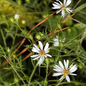 Snowbank False Aster - Perennial - Nature Hills Nursery - 1 Container - 