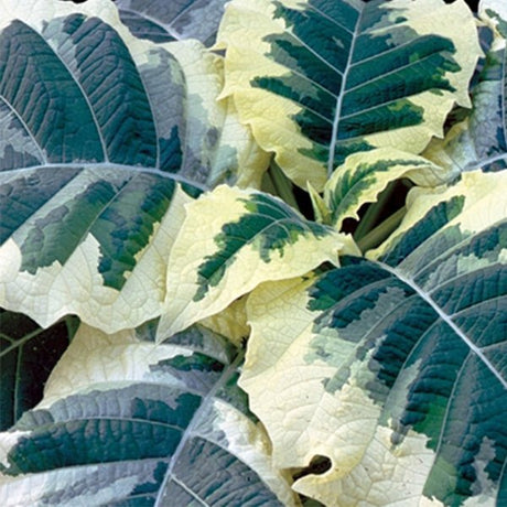 Snowbank Variegated Angel Trumpet - Nature Hills Nursery - #1 Container - 