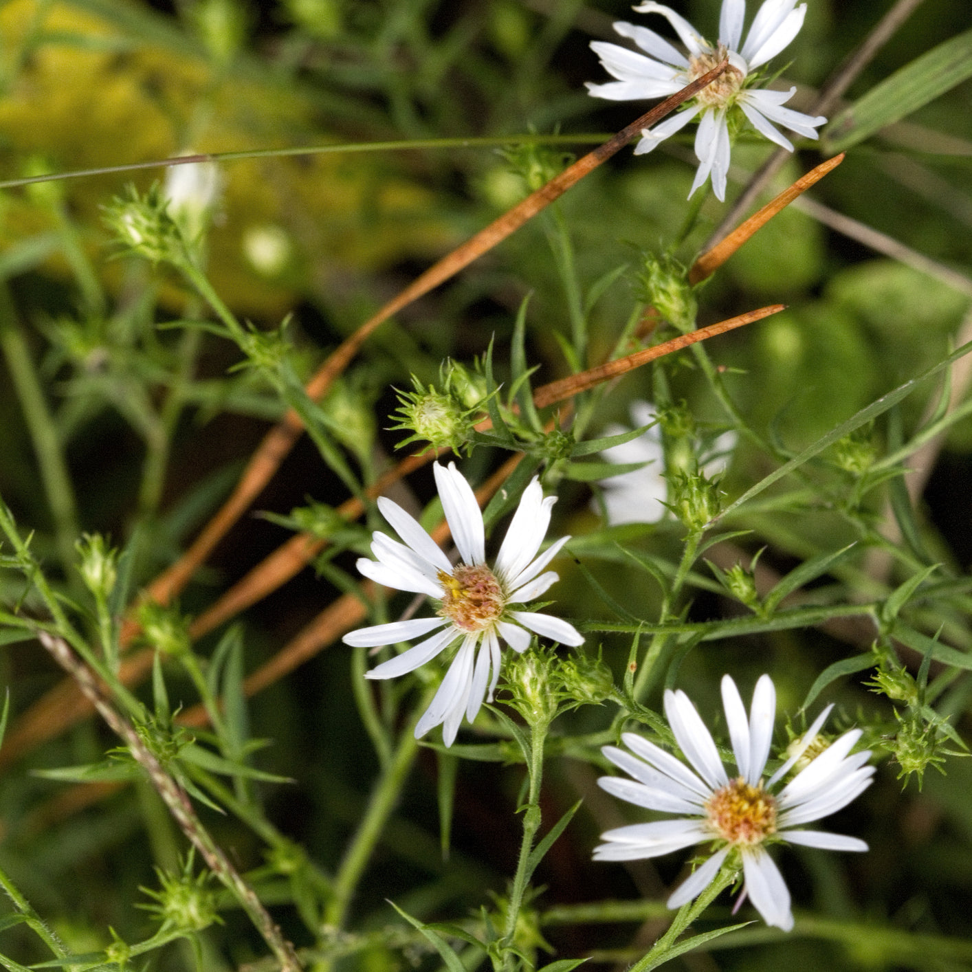 Snowbank False Aster