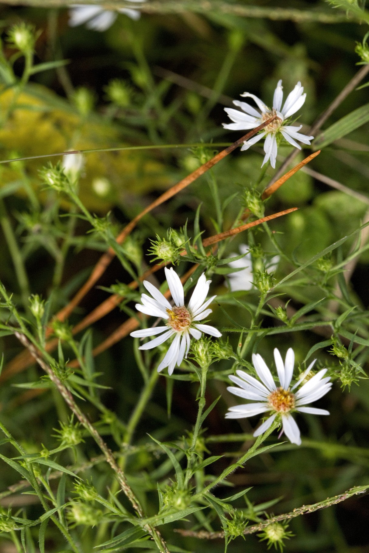Snowbank False Aster