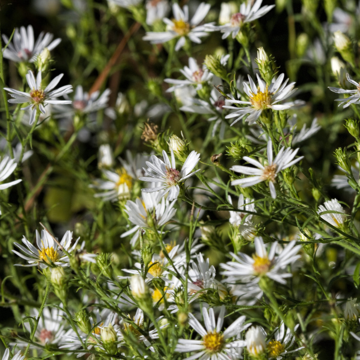 False Aster Snowbank False Aster | Buy at NatureHills.com